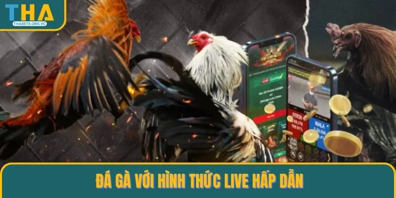 Đá gà với hình thức live hấp dẫn